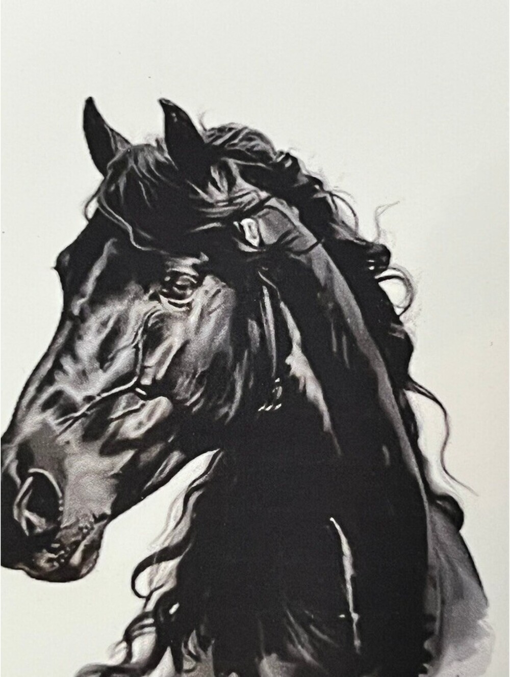 Striking Black Horse Head Art Sticker Decal - Bold & Detailed